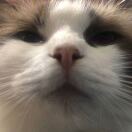 倾久的头像-悠然分享库